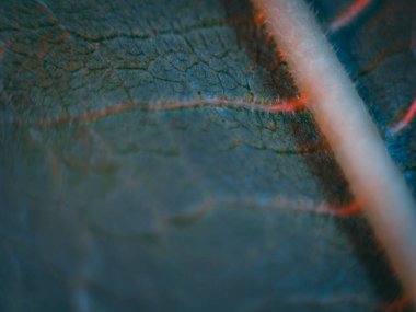 Kırmızı ve mavi renkli damlacıklarla kaplı bir yaprağın makro fotoğrafçılığı, rüya gibi, yumuşak bir odak noktasındaki damarları ve dokuyu vurguluyor..