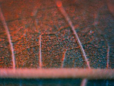 Zengin mavi tonları ve ince kırmızı-turuncu damarları olan bir yaprağın detaylı makro görüntüsü kopya alanı ile dengesiz, yüksek kontrastlı doğal dokuyu oluşturur..