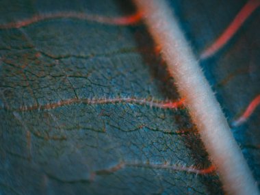 Kırmızı ve mavi renkli damlacıklarla kaplı bir yaprağın makro fotoğrafçılığı, rüya gibi, yumuşak bir odak noktasındaki damarları ve dokuyu vurguluyor..