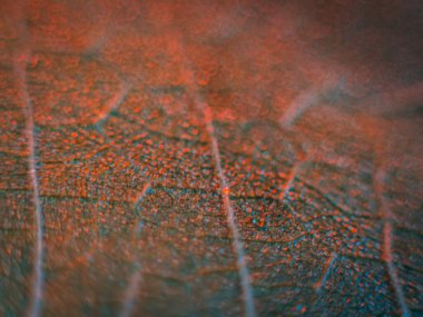 Zengin mavi tonları ve ince kırmızı-turuncu damarları olan bir yaprağın detaylı makro görüntüsü kopya alanı ile dengesiz, yüksek kontrastlı doğal dokuyu oluşturur..