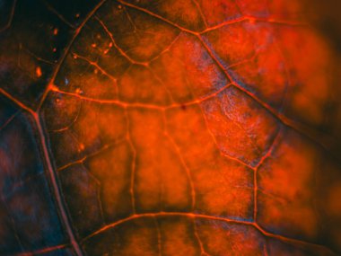 Işıldayan kırmızı ve turuncu tonlarla dolu yoğun bir makro fotoğraf. Detaylı damarları ve yumuşak odağı vurguluyor. Dramatik, ateşli bir estetik yaratıyor..