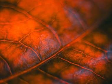 Işıldayan kırmızı ve turuncu tonlarla dolu yoğun bir makro fotoğraf. Detaylı damarları ve yumuşak odağı vurguluyor. Dramatik, ateşli bir estetik yaratıyor..