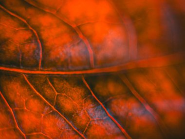 Işıldayan kırmızı ve turuncu tonlarla dolu yoğun bir makro fotoğraf. Detaylı damarları ve yumuşak odağı vurguluyor. Dramatik, ateşli bir estetik yaratıyor..