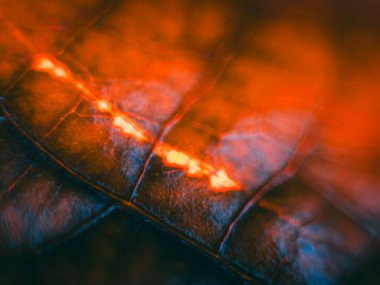 Işıldayan kırmızı ve turuncu tonlarla dolu yoğun bir makro fotoğraf. Detaylı damarları ve yumuşak odağı vurguluyor. Dramatik, ateşli bir estetik yaratıyor..