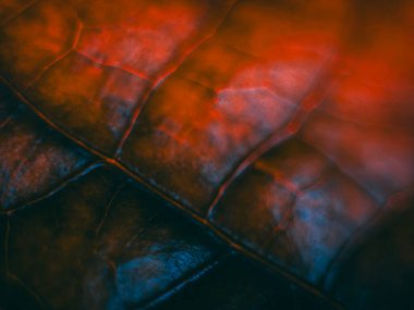 Işıldayan kırmızı ve turuncu tonlarla dolu yoğun bir makro fotoğraf. Detaylı damarları ve yumuşak odağı vurguluyor. Dramatik, ateşli bir estetik yaratıyor..