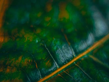 Işıldayan kırmızı ve turuncu tonlarla dolu yoğun bir makro fotoğraf. Detaylı damarları ve yumuşak odağı vurguluyor. Dramatik, ateşli bir estetik yaratıyor..