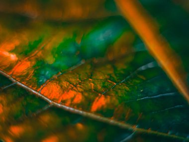 Işıldayan kırmızı ve turuncu tonlarla dolu yoğun bir makro fotoğraf. Detaylı damarları ve yumuşak odağı vurguluyor. Dramatik, ateşli bir estetik yaratıyor..