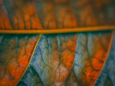 Turuncu ve yeşil damar desenleri olan bir yaprağın makro görüntüsü, sığ bir alan derinliğiyle parlak ve dokulu bir sonbahar hissi yaratıyor..
