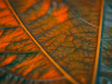 Turuncu ve yeşil damar desenleri olan bir yaprağın makro görüntüsü, sığ bir alan derinliğiyle parlak ve dokulu bir sonbahar hissi yaratıyor..