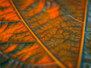 Turuncu ve yeşil damar desenleri olan bir yaprağın makro görüntüsü, sığ bir alan derinliğiyle parlak ve dokulu bir sonbahar hissi yaratıyor..