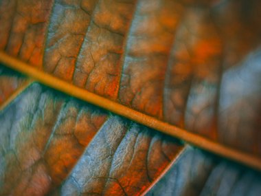 Turuncu ve yeşil damar desenleri olan bir yaprağın makro görüntüsü, sığ bir alan derinliğiyle parlak ve dokulu bir sonbahar hissi yaratıyor..