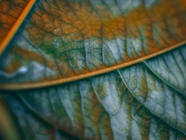 Işıldayan kırmızı ve turuncu tonlarla dolu yoğun bir makro fotoğraf. Detaylı damarları ve yumuşak odağı vurguluyor. Dramatik, ateşli bir estetik yaratıyor..