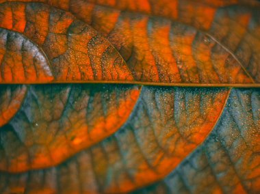 Turuncu ve yeşil damar desenleri olan bir yaprağın makro görüntüsü, sığ bir alan derinliğiyle parlak ve dokulu bir sonbahar hissi yaratıyor..