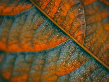 Turuncu ve yeşil damar desenleri olan bir yaprağın makro görüntüsü, sığ bir alan derinliğiyle parlak ve dokulu bir sonbahar hissi yaratıyor..