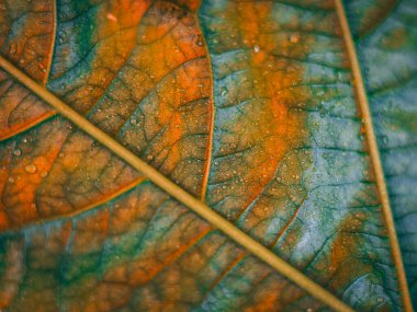Turuncu ve yeşil damar desenleri olan bir yaprağın makro görüntüsü, sığ bir alan derinliğiyle parlak ve dokulu bir sonbahar hissi yaratıyor..