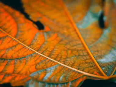 Turuncu ve yeşil damar desenleri olan bir yaprağın makro görüntüsü, sığ bir alan derinliğiyle parlak ve dokulu bir sonbahar hissi yaratıyor..