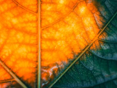 Parlak bir yüzey ve metin alanına sahip parlak turuncu, sarı ve yeşil tonlarda ayrıntılı damar desenlerini gösteren bir yaprağın makro görüntüsü.