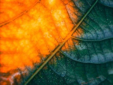 Parlak bir yüzey ve metin alanına sahip parlak turuncu, sarı ve yeşil tonlarda ayrıntılı damar desenlerini gösteren bir yaprağın makro görüntüsü.