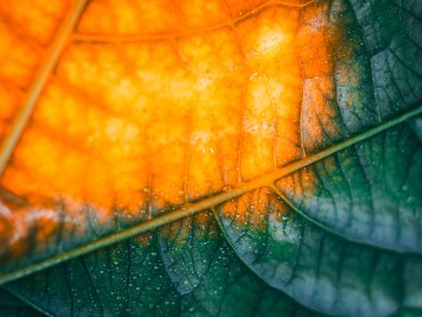 Parlak bir yüzey ve metin alanına sahip parlak turuncu, sarı ve yeşil tonlarda ayrıntılı damar desenlerini gösteren bir yaprağın makro görüntüsü.