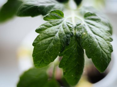 Yakın plan genç domates yaprakları ince tüyler ve doğal doku ile yumuşak bulanık bir arka plan üzerinde.
