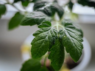 Yakın plan genç domates yaprakları ince tüyler ve doğal doku ile yumuşak bulanık bir arka plan üzerinde.