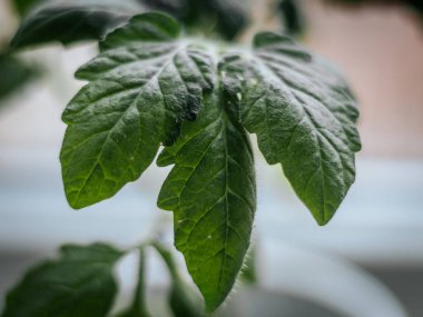 Yakın plan genç domates yaprakları ince tüyler ve doğal doku ile yumuşak bulanık bir arka plan üzerinde.
