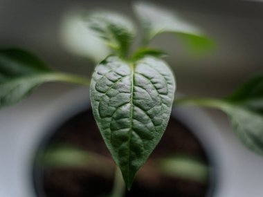 Genç bir çan biberi bitkisinin parlak yeşil yapraklarının, yumuşak ve nötr arka planda görünen damarlarıyla detaylı bir makro görüntüsü..