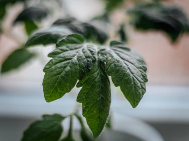 Yakın plan genç domates yaprakları ince tüyler ve doğal doku ile yumuşak bulanık bir arka plan üzerinde.