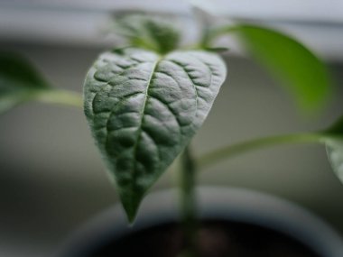 Genç bir çan biberi bitkisinin parlak yeşil yapraklarının, yumuşak ve nötr arka planda görünen damarlarıyla detaylı bir makro görüntüsü..