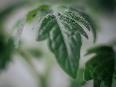 Yakın plan genç domates yaprakları ince tüyler ve doğal doku ile yumuşak bulanık bir arka plan üzerinde.