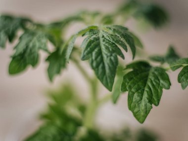Yakın plan genç domates yaprakları ince tüyler ve doğal doku ile yumuşak bulanık bir arka plan üzerinde.