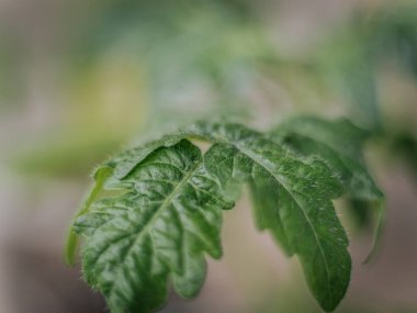Yakın plan genç domates yaprakları ince tüyler ve doğal doku ile yumuşak bulanık bir arka plan üzerinde.