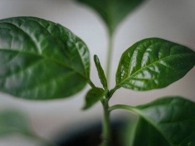 Genç bir çan biberi bitkisinin parlak yeşil yapraklarının, yumuşak ve nötr arka planda görünen damarlarıyla detaylı bir makro görüntüsü..
