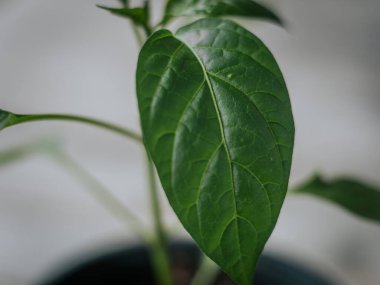 Genç bir çan biberi bitkisinin parlak yeşil yapraklarının, yumuşak ve nötr arka planda görünen damarlarıyla detaylı bir makro görüntüsü..