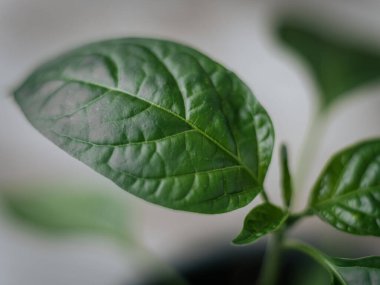 Genç bir çan biberi bitkisinin parlak yeşil yapraklarının, yumuşak ve nötr arka planda görünen damarlarıyla detaylı bir makro görüntüsü..