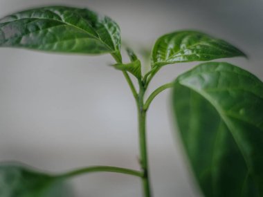 Genç bir çan biberi bitkisinin parlak yeşil yapraklarının, yumuşak ve nötr arka planda görünen damarlarıyla detaylı bir makro görüntüsü..