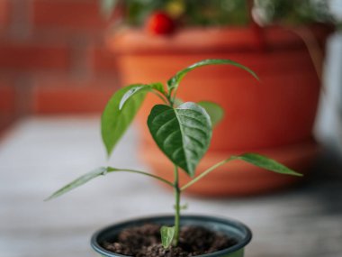 Arkaplanda bulanık bir terracotta saksısı olan, tahtadan bir yüzey üzerinde siyah kenarlı yeşil bir çömlekte küçük yeşil bir biber filizleniyor. Merkezi yaprak odaklı..