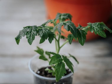 Arkaplanda bulanık bir terracotta saksısı olan, tahtadan bir yüzey üzerinde siyah kenarlı yeşil bir çömlekte küçük yeşil bir biber filizleniyor. Merkezi yaprak odaklı..
