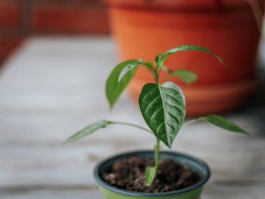 Arkaplanda bulanık bir terracotta saksısı olan, tahtadan bir yüzey üzerinde siyah kenarlı yeşil bir çömlekte küçük yeşil bir biber filizleniyor. Merkezi yaprak odaklı..