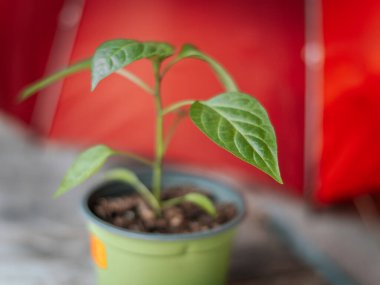 Sivri yaprakları ve parlak kırmızı arkaplanı olan küçük bir saksıda genç bir yeşil biber bitkisi. Ana yaprak keskin bir odak noktası ve görünür bir dokusu var..