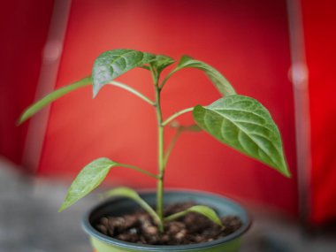 Sivri yaprakları ve parlak kırmızı arkaplanı olan küçük bir saksıda genç bir yeşil biber bitkisi. Ana yaprak keskin bir odak noktası ve görünür bir dokusu var..