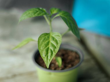 Pürüzsüz, parlak yapraklı yeşil biber bitkisinin makro görüntüsü ve tarafsız bir arkaplanda merkezi bir gövde. Görüntü ayrıntılı damarları ve doğal ışıklandırmayı gösteriyor..