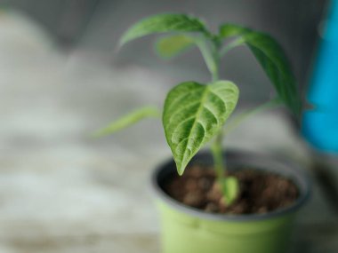 Pürüzsüz, parlak yapraklı yeşil biber bitkisinin makro görüntüsü ve tarafsız bir arkaplanda merkezi bir gövde. Görüntü ayrıntılı damarları ve doğal ışıklandırmayı gösteriyor..