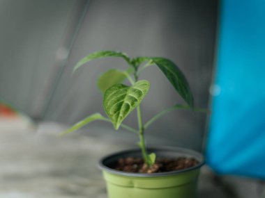 Pürüzsüz, parlak yapraklı yeşil biber bitkisinin makro görüntüsü ve tarafsız bir arkaplanda merkezi bir gövde. Görüntü ayrıntılı damarları ve doğal ışıklandırmayı gösteriyor..