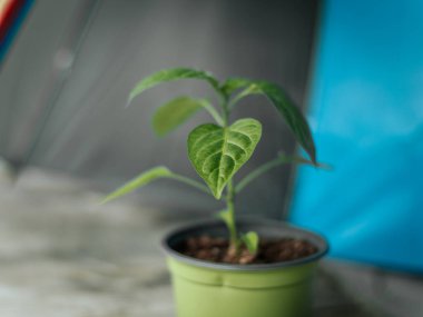 Pürüzsüz, parlak yapraklı yeşil biber bitkisinin makro görüntüsü ve tarafsız bir arkaplanda merkezi bir gövde. Görüntü ayrıntılı damarları ve doğal ışıklandırmayı gösteriyor..