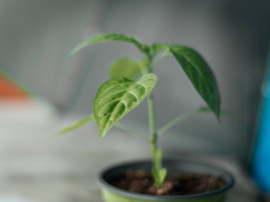 Pürüzsüz, parlak yapraklı yeşil biber bitkisinin makro görüntüsü ve tarafsız bir arkaplanda merkezi bir gövde. Görüntü ayrıntılı damarları ve doğal ışıklandırmayı gösteriyor..
