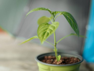 Pürüzsüz, parlak yapraklı yeşil biber bitkisinin makro görüntüsü ve tarafsız bir arkaplanda merkezi bir gövde. Görüntü ayrıntılı damarları ve doğal ışıklandırmayı gösteriyor..