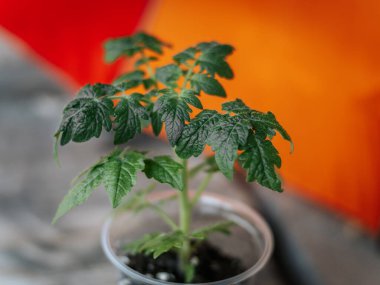 Parlak turuncu-sarı arka planda yeşil bir çömlekte küçük yeşil bir fidan. Merkezi yaprak keskin odak noktasında..