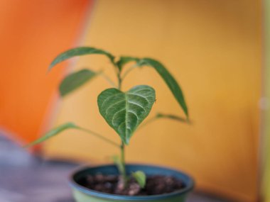 Parlak turuncu-sarı arka planda yeşil bir çömlekte küçük yeşil bir fidan. Merkezi yaprak keskin odak noktasında..