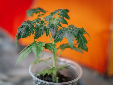 Parlak turuncu-sarı arka planda yeşil bir çömlekte küçük yeşil bir fidan. Merkezi yaprak keskin odak noktasında..